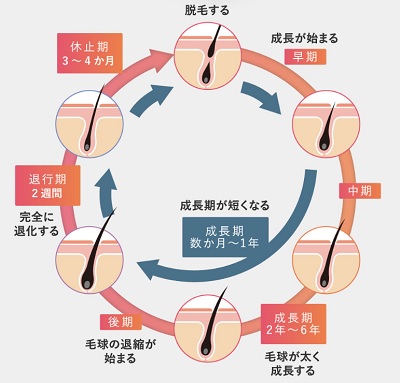 ヘアサイクル,育毛剤 効果